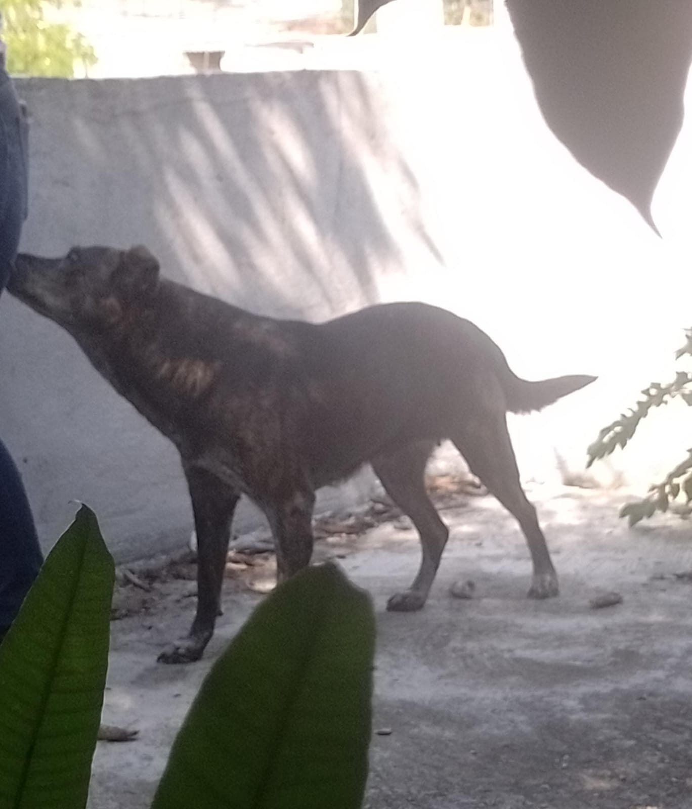 Dos perros abandonados son rescatados por la Fiscalía en Victoria