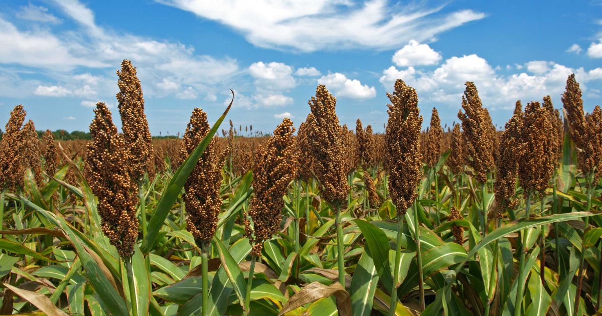 Bajas temperaturas podrían afectar sorgo y trigo en Tamaulipas