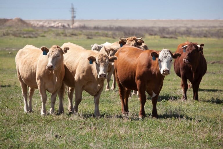 Tamaulipas mantiene restricciones para exportar ganado a Estados Unidos