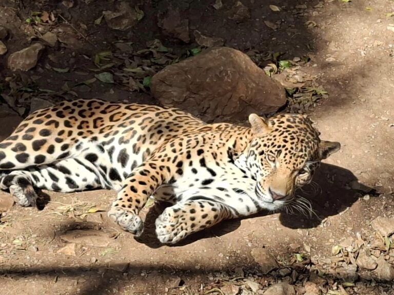 WhatsApp Image 2026-02-17 at 5.40.19 PM