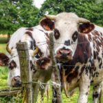 Tamaulipas instala 20 filtros contra gusano barrenador