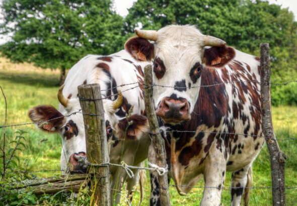 Tamaulipas instala 20 filtros contra gusano barrenador