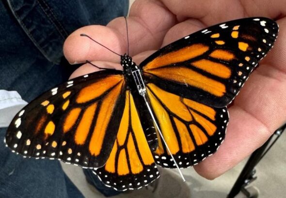 Monarca rastreada desde México reaparece en Texas tras migración