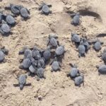 Comienzan liberaciones de tortuga lora en Tamaulipas