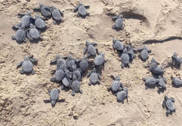 Comienzan liberaciones de tortuga lora en Tamaulipas