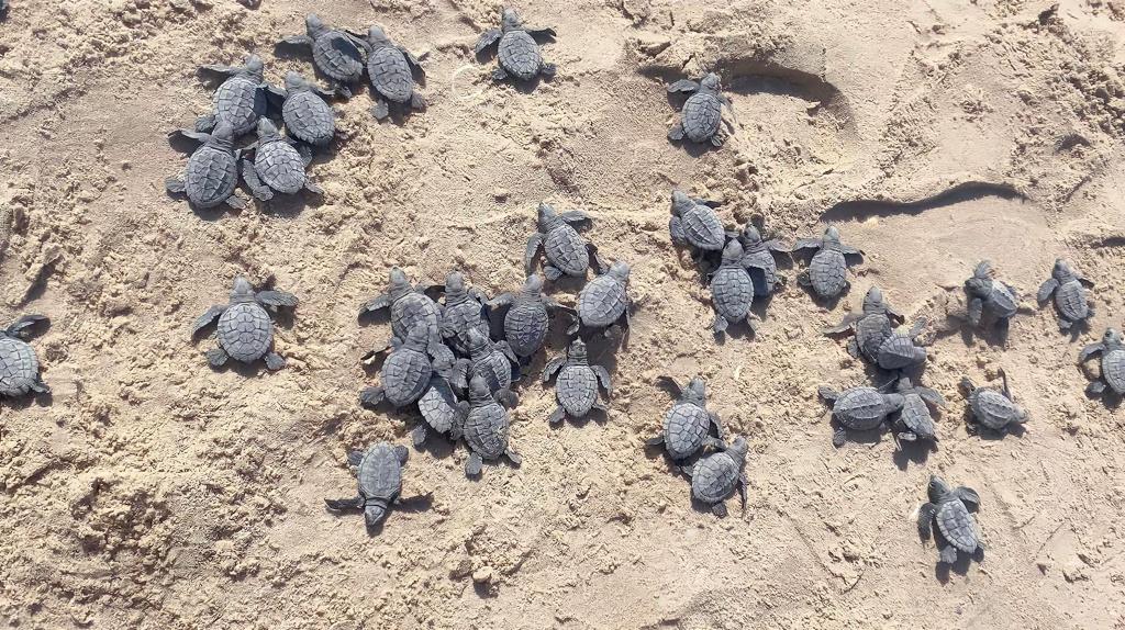 Comienzan liberaciones de tortuga lora en Tamaulipas