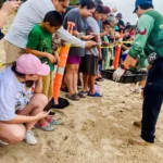 Familias participan en liberación de tortuga lora en La Pesca