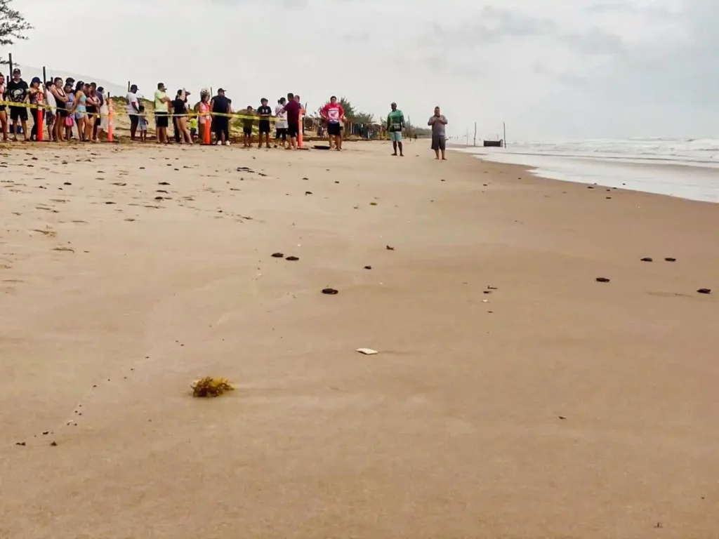 Familias participan en liberación de tortuga lora en La Pesca