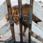León en Matamoros moviliza a autoridades en La Bartolina