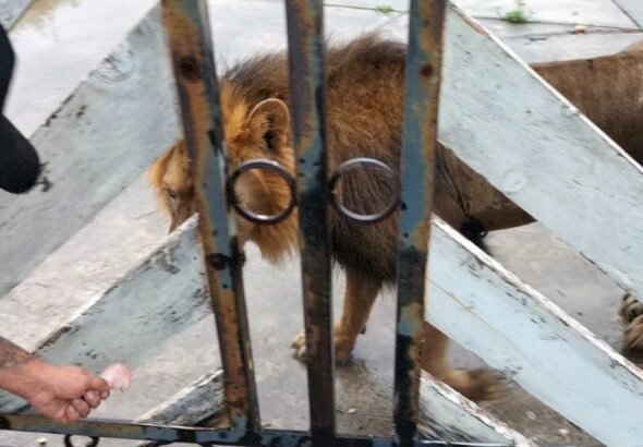 León en Matamoros moviliza a autoridades en La Bartolina