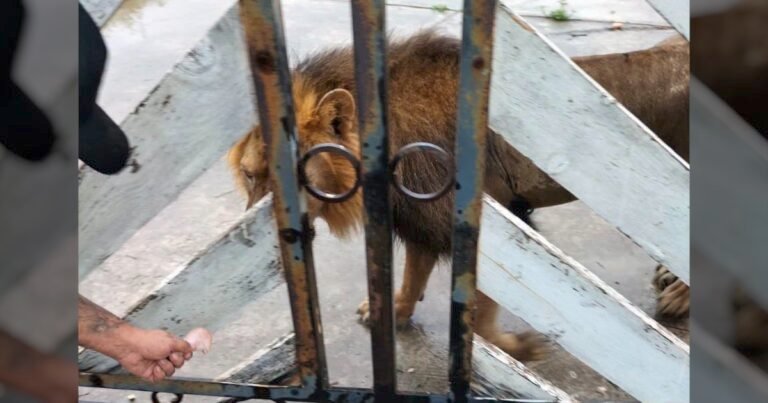 León en Matamoros moviliza a autoridades en La Bartolina