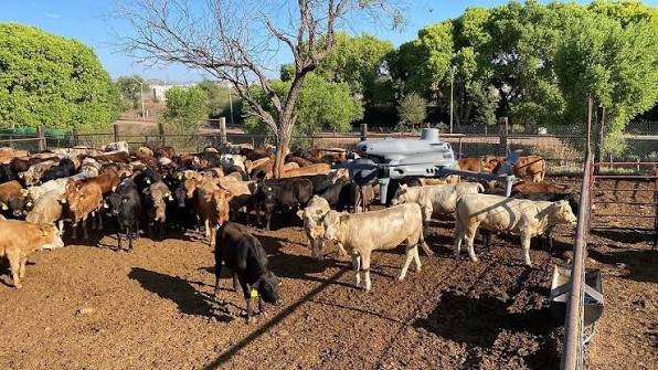 gusano barrenador en tamaulipas 27 de oct